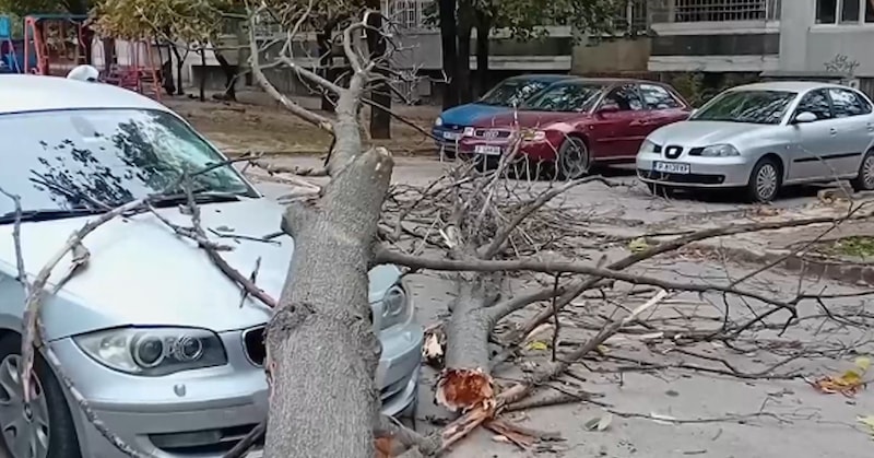 Дърво падна върху автомобил в Русе