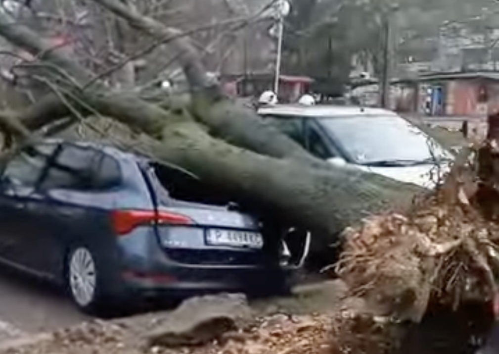 Изкоренено от вятъра дърво смаза коли на паркинг в "Здравец - Изток" (ВИДЕО)
