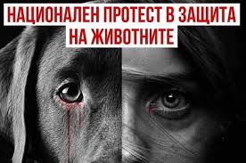 Национален протест в десетки градове срещу насилието над животни