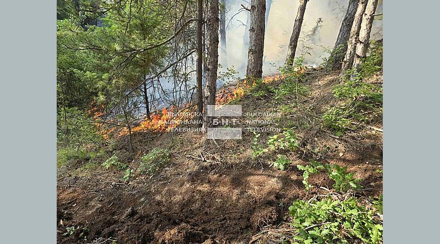 Около 100 декара иглолистна гора гори в Благоевградско
